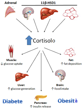 cortisolo obesita infiammazione