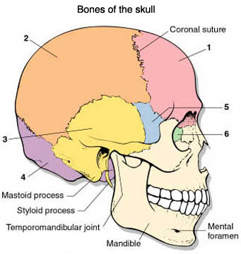osteopatia cranio sacrale