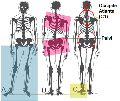 osteopatia postura dolore 1