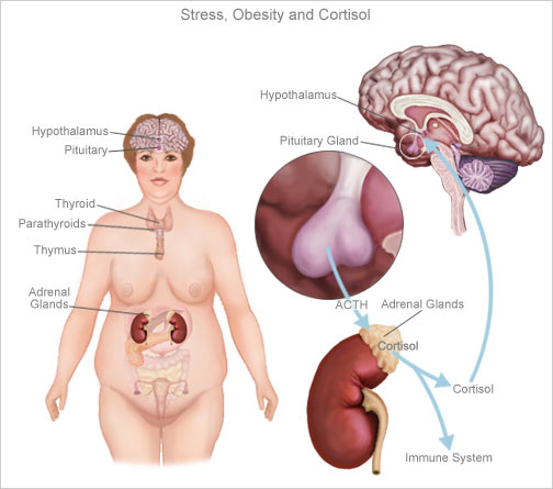 stress obesita cortisolo