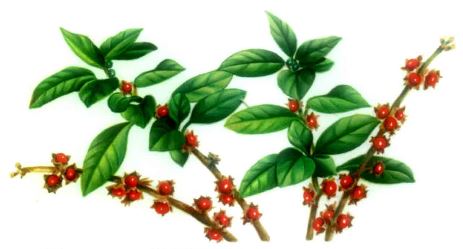 Withania Ginseng indiano