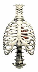 cassa toracica osteopatia