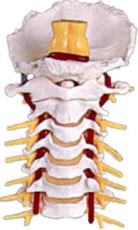 cervicalgia osteopatia