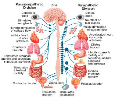 colon irritabile sistema nervoso autonomo