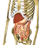 osteopatia viscerale