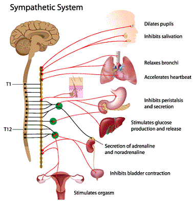 sistema simpatico osteopatia