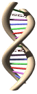 stress ossidativo DNA