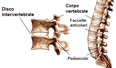 vertebra colonna vertebrale