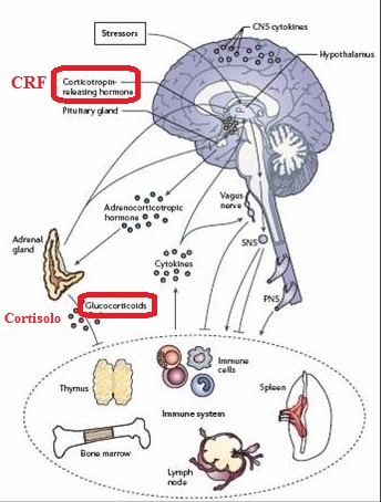 allostasi cortisolo CRF