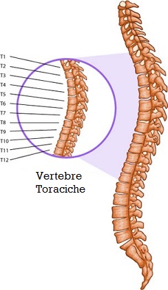 osteopatia-vertebre-toraciche